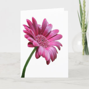 Gerbera Daisy Greeting Card