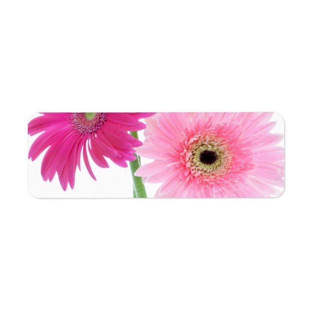 Gerbera Daisy Piink Flowers Return Address Label (Front)