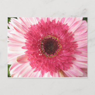 Gerbera Daisy Post Card