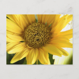 Gerbera Daisy Postcard