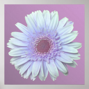 Gerbera Daisy Poster