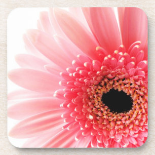 Gerbera Daisy Poster Coaster