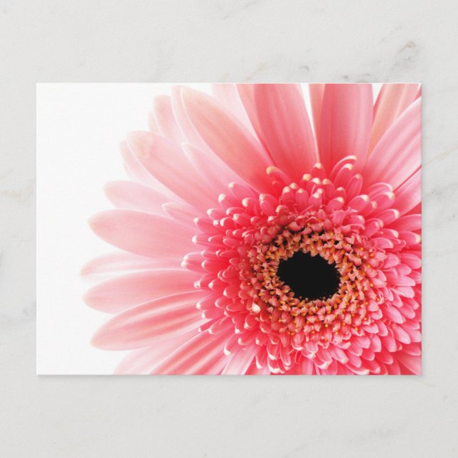 Gerbera Daisy Poster Holiday Postcard (Front)