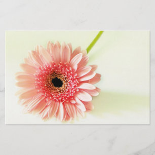 Gerbera Daisy Stationery