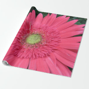Gerbera Daisy Wrapping Paper