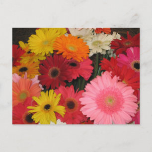 Gerbera flowers postcard