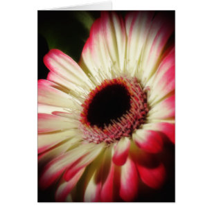 Gerbera Glow - Daisy