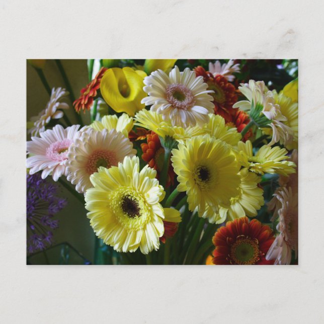 Gerbera Postcard (Front)