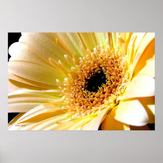 Gerbera Poster