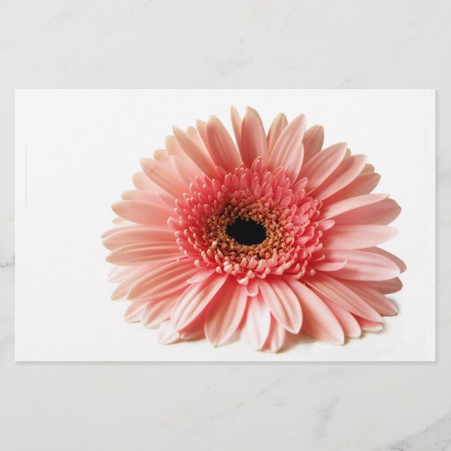 Gerbera Stationery (Front)