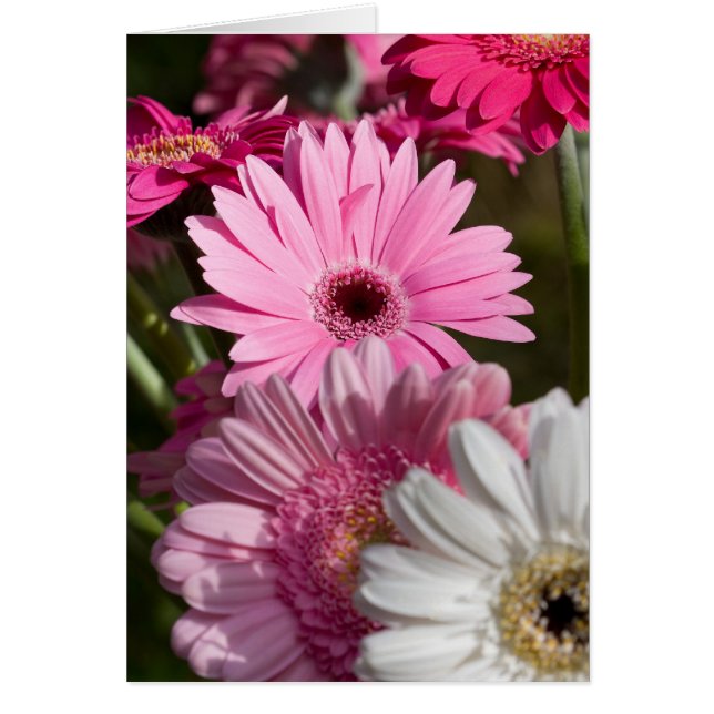 Gerberas Card (Front)
