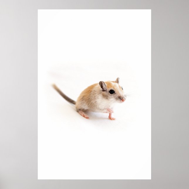 Gerbil Cute Baby Animal Pet Gerbils Template Poster (Front)