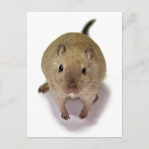 Gerbil Postcard