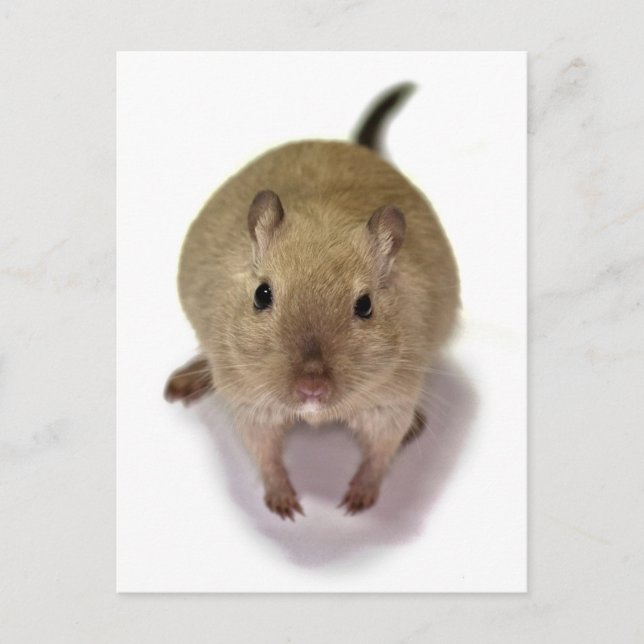 Gerbil Postcard (Front)