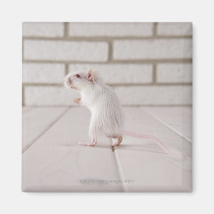 Gerbil standing magnet