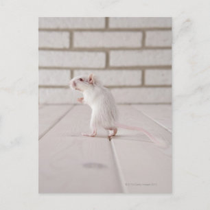 Gerbil standing postcard