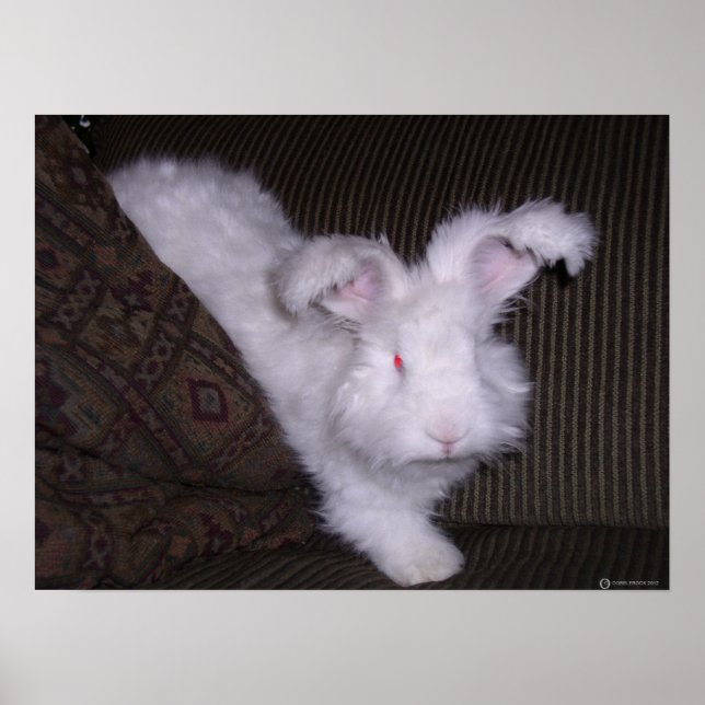 GERMAN ANGORA RABBIT POSTER (Front)