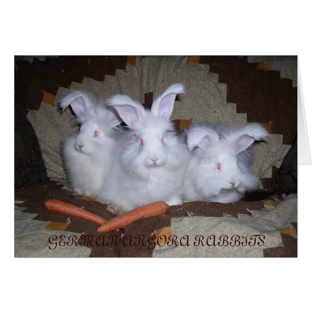 GERMAN ANGORA RABBITS (Front Horizontal)