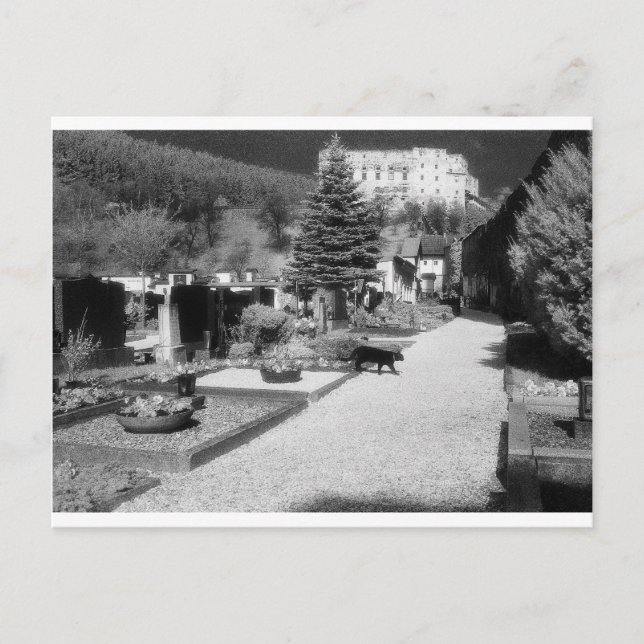 German Graveyard with black cat walking through. Postcard (Front)
