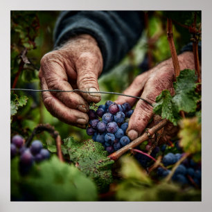 German Harvest - Close-up of Grape Picking Hands Poster