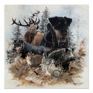 German Hunting Terrier (Jagdterrier) Poster