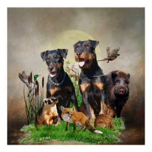 German Hunting Terrier (Jagdterrier)   Poster