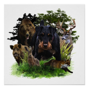 German Hunting Terrier (Jagdterrier)  Poster