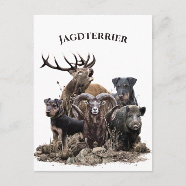 German Hunting Terriers  Postcard (Front)