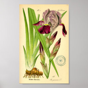 German Iris (Iris germanica) Poster
