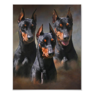 German Pinscher Photo Print