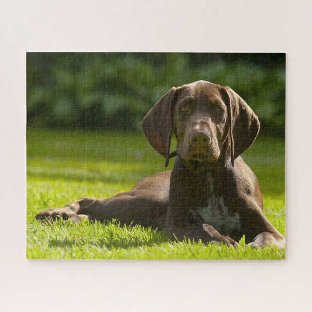 German Pointer Dog. Jigsaw Puzzle (Horizontal)