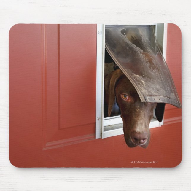 German pointer looking outside, through doggie mouse pad (Front)