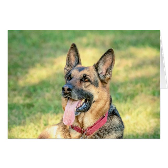 German Shepard (Front Horizontal)
