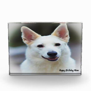 German Shepard Dog. Photo Block