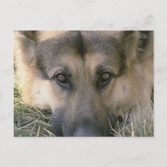 German Shepard Postcard (Front)
