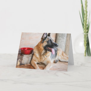 German Sheperd Resting By Water Basin Card