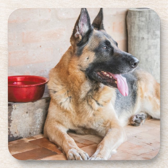German Sheperd Resting By Water Basin Coaster (Front)