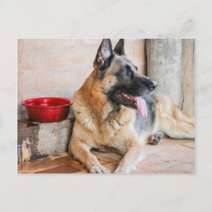 German Sheperd Resting By Water Basin Postcard