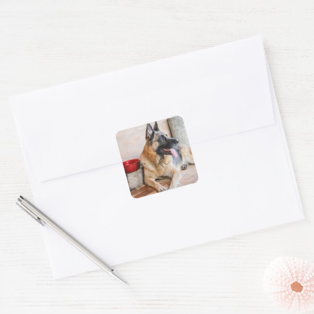 German Sheperd Resting By Water Basin Square Sticker (Envelope)