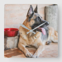 German Sheperd Resting By Water Basin