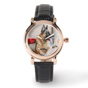 German Sheperd Resting By Water Basin Watch