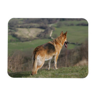 German Shephard Looking Down Hill Magnet