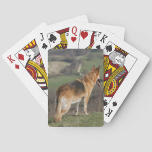 German Shephard Looking Down Hill Playing Cards