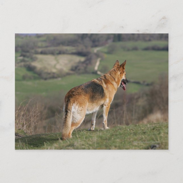 German Shephard Looking Down Hill Postcard (Front)