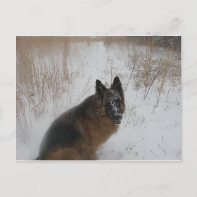 German Shephed Dog In Snowstorm Postcard (Front)