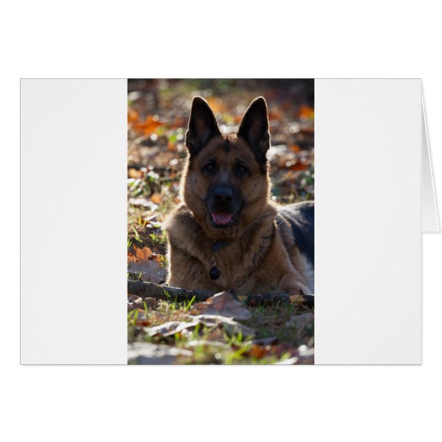 German Shepherd (Front Horizontal)