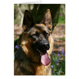 German Shepherd