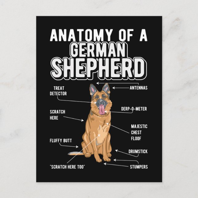German Shepherd Anatomy Funny Dog Postcard (Front)