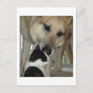 German Shepherd and Kitty Friend Postcard