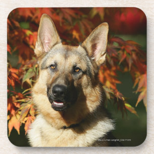 German Shepherd Autumn Leaves Coaster